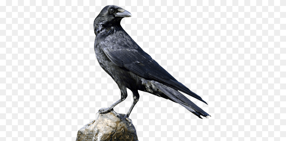 Raven, Animal, Bird, Crow, Blackbird Png