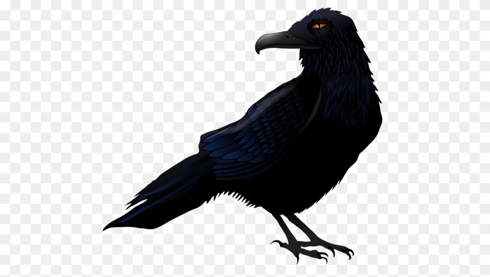 Raven, Animal, Beak, Bird, Blackbird Png
