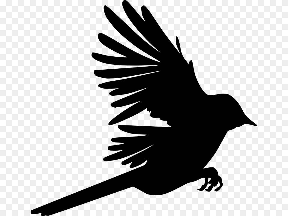 Raven, Gray Free Png Download