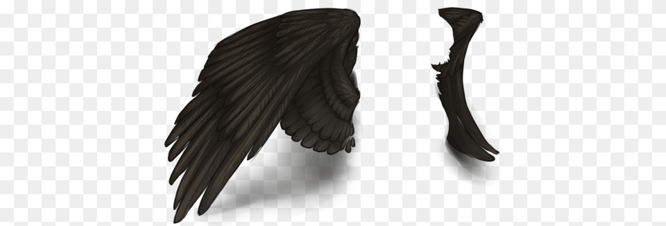 Raven, Angel, Animal, Bird, Adult Png