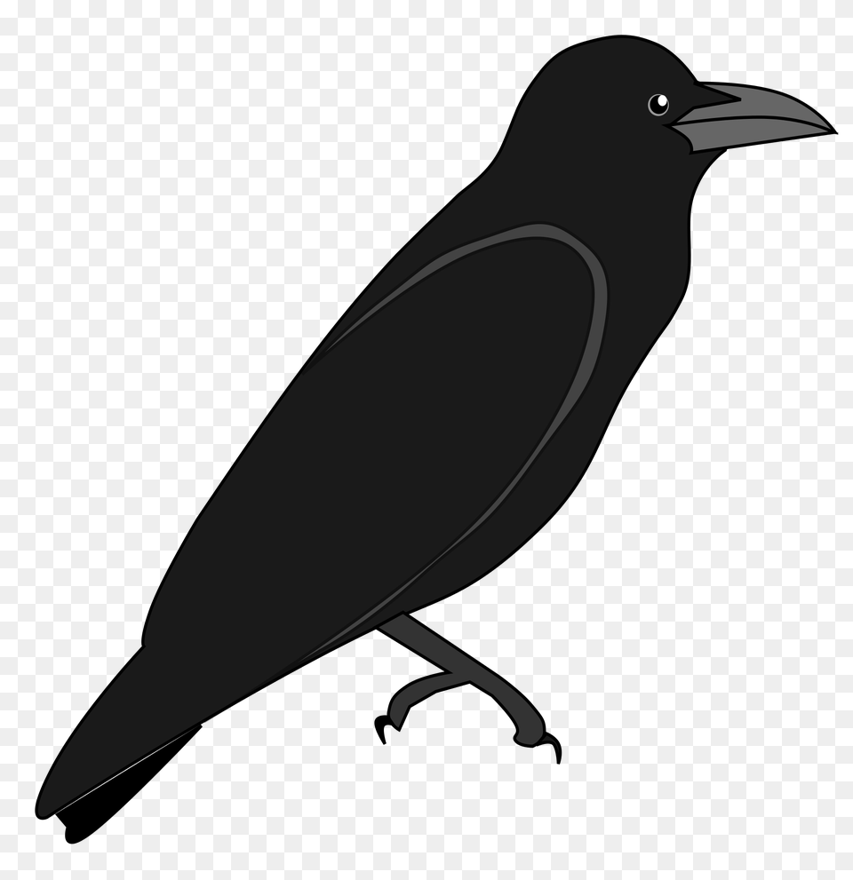 Raven, Animal, Bird, Blackbird Free Transparent Png