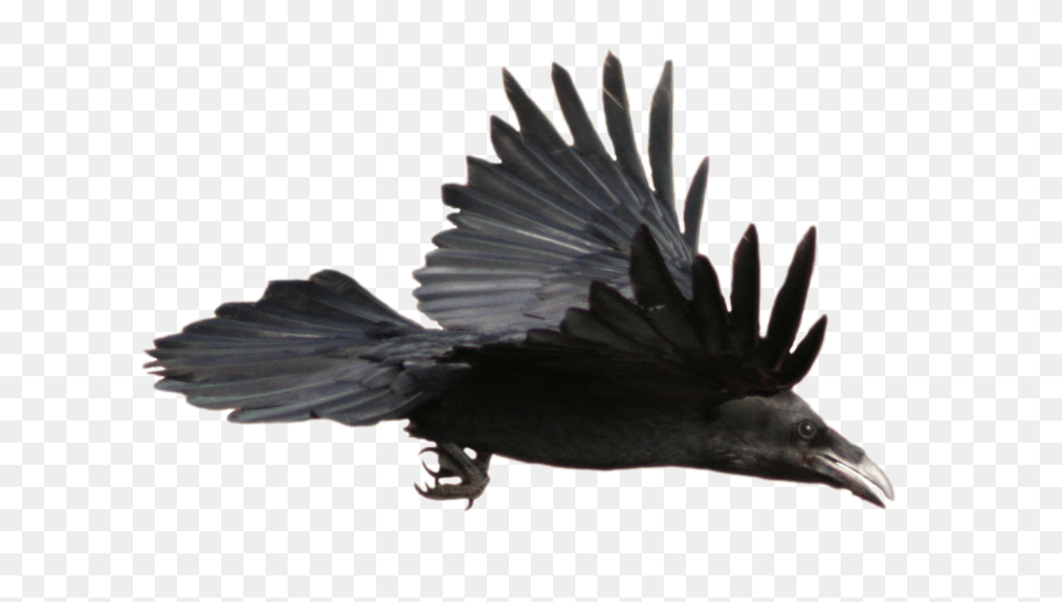 Raven, Animal, Bird, Blackbird, Crow Png Image