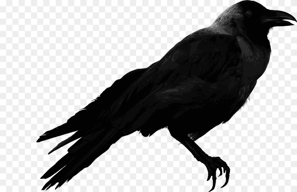 Raven, Animal, Bird, Crow, Fish Png