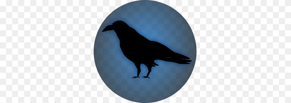 Raven Animal, Bird, Silhouette, Crow Free Png Download