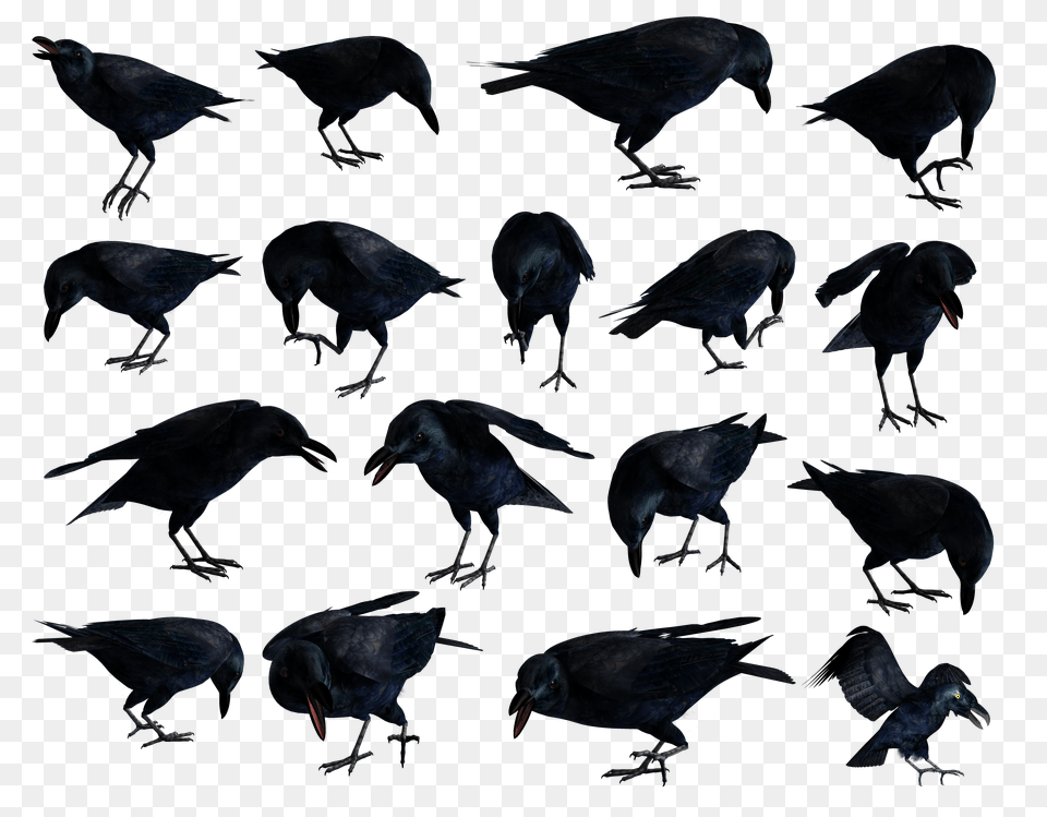 Raven, Animal, Bird, Blackbird, Silhouette Free Png