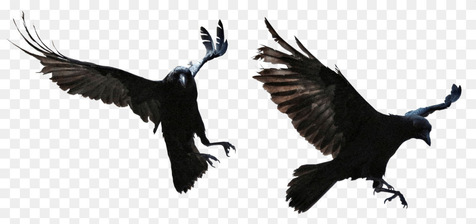 Raven, Animal, Bird, Blackbird, Flying Free Png Download
