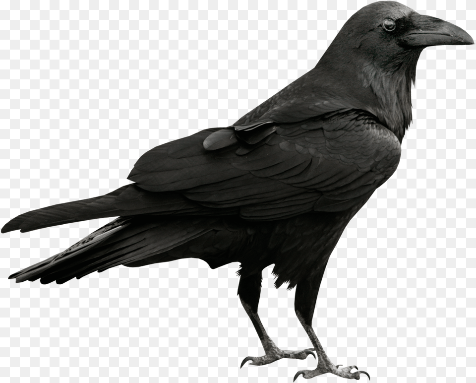 Raven, Animal, Bird, Crow, Blackbird Png