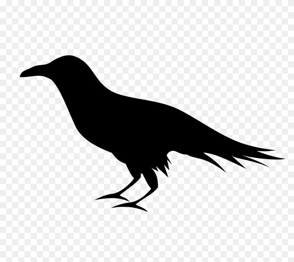 Raven, Gray Free Png