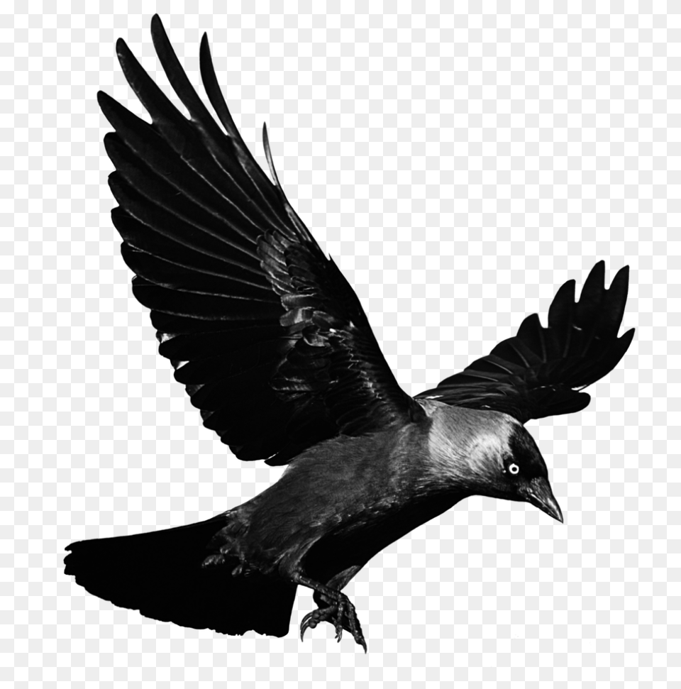 Raven, Animal, Bird, Blackbird, Flying Free Transparent Png