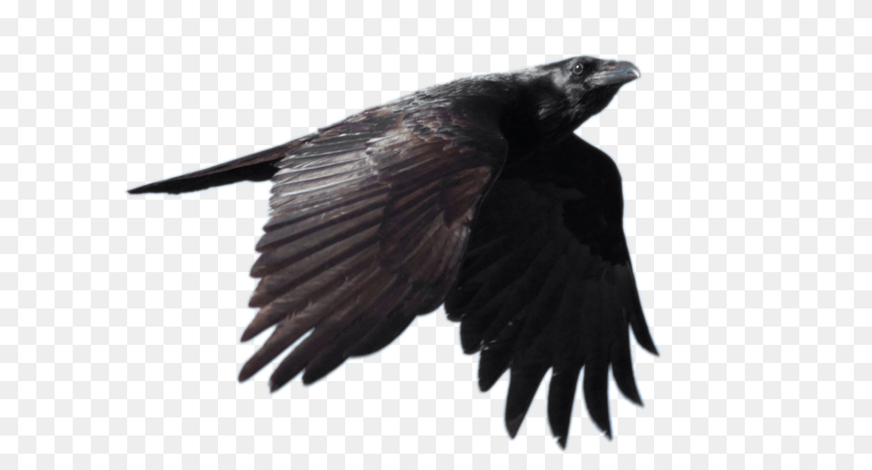 Raven, Animal, Bird, Blackbird, Crow Png