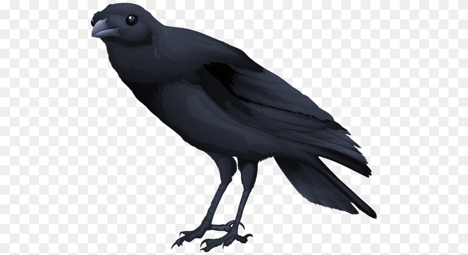 Raven, Animal, Bird, Blackbird, Crow Free Png Download