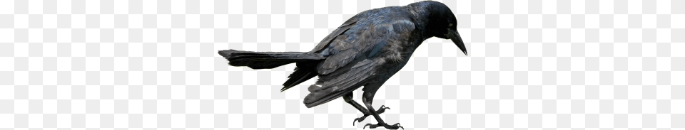 Raven, Animal, Bird, Blackbird, Crow Free Png Download