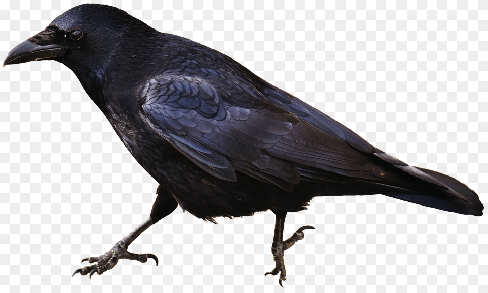 Raven, Animal, Bird, Blackbird, Crow Png Image