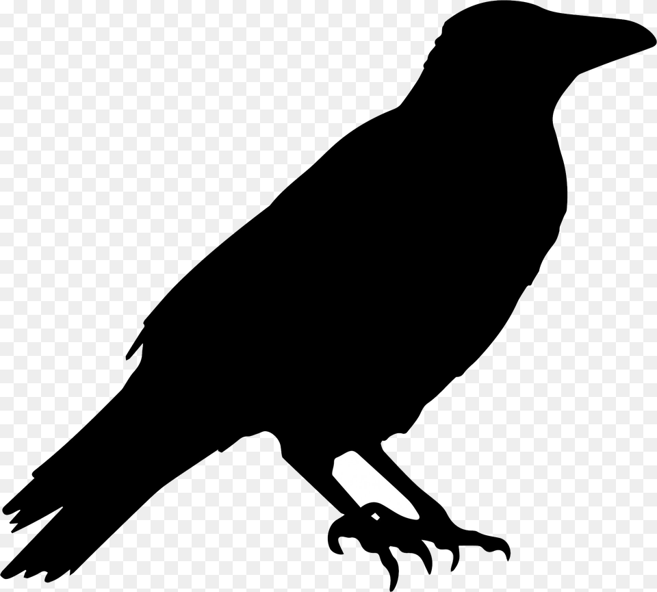 Raven, Silhouette, Animal, Bird, Blackbird Png Image