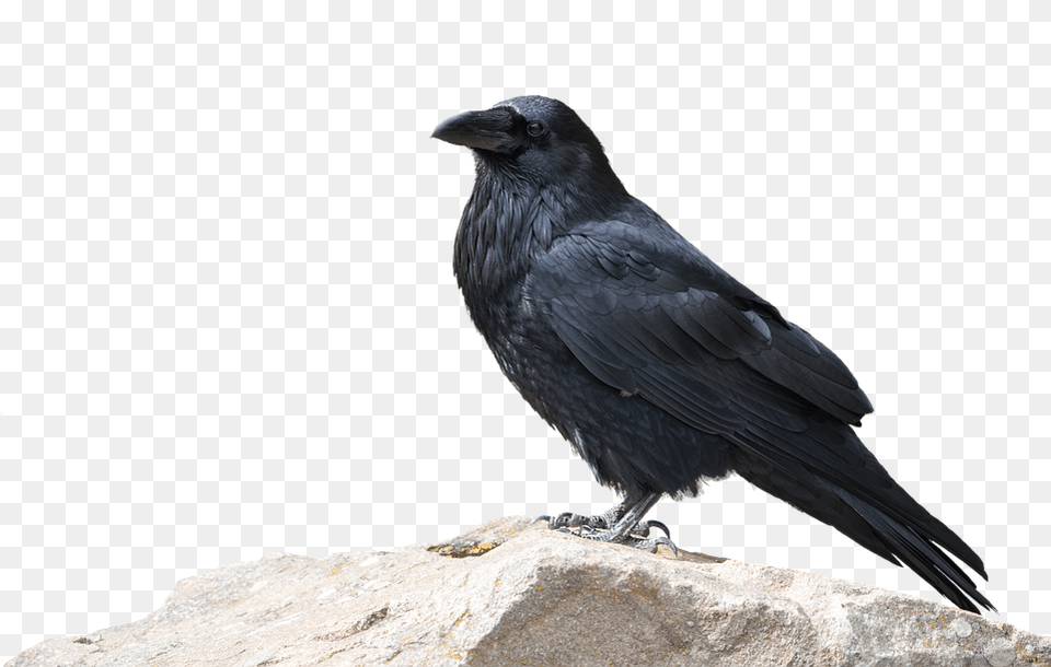 Raven Bird Animal World Nature Animal Wild Animal With Background, Blackbird, Crow Free Png Download