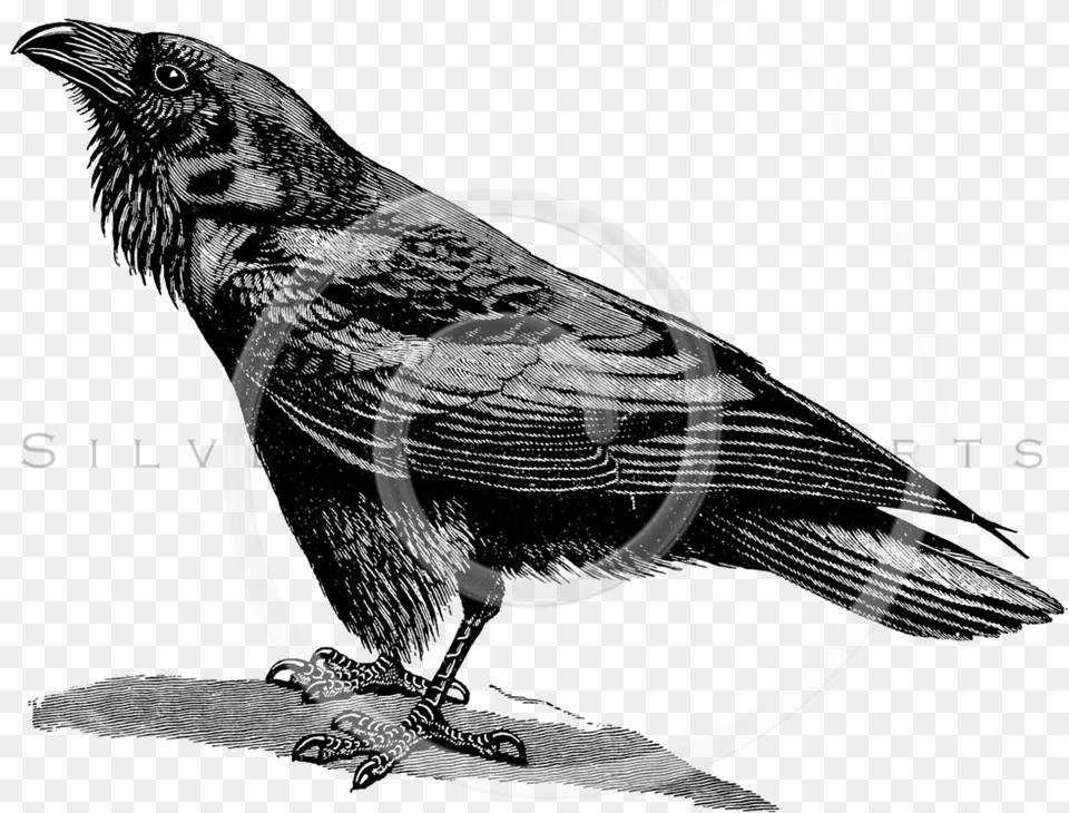 Raven Bird Black And White, Coil, Spiral, Disk Free Transparent Png