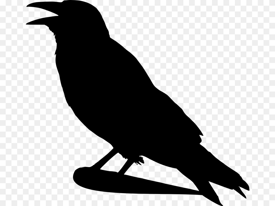 Raven Bird Clipart, Gray Free Png Download