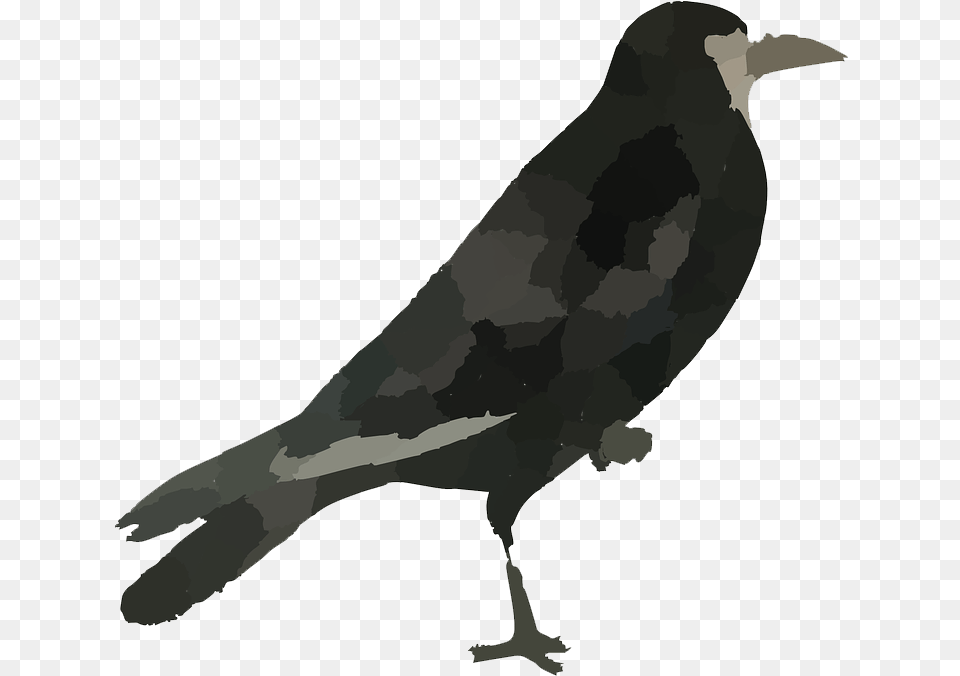 Raven Bird Hd Common Raven, Animal, Beak, Blackbird, Person Png
