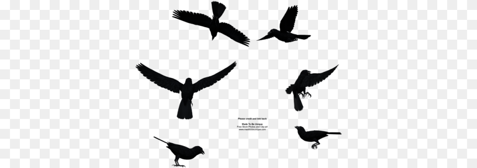 Raven Bird Manga Birds, Animal, Flying, Blade, Dagger Png Image