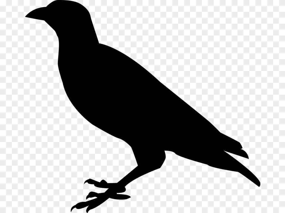 Raven Bird Pic Raven Clipart Silhouette, Gray Png