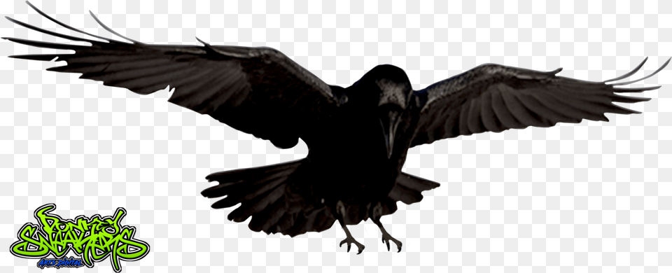 Raven Bird Radiation Effects On Birds, Animal, Flying, Blackbird, Crow Free Png Download