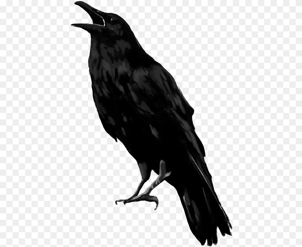 Raven Bird Transparent Raven, Animal, Blackbird, Person Png Image
