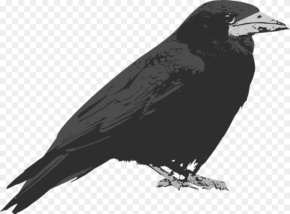 Raven Bird Vector Clip Art Raven Bird Cartoon, Animal, Blackbird, Fish, Sea Life Png Image