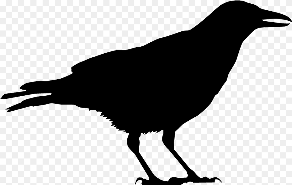 Raven Black And White, Animal, Bird, Crow Free Png