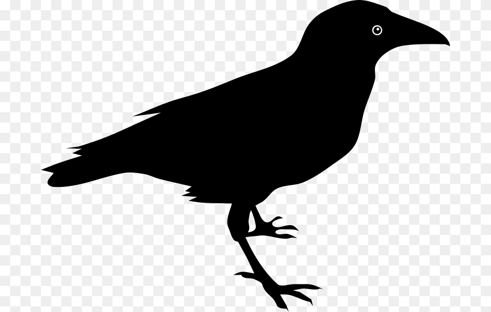 Raven By Rones, Gray Png Image