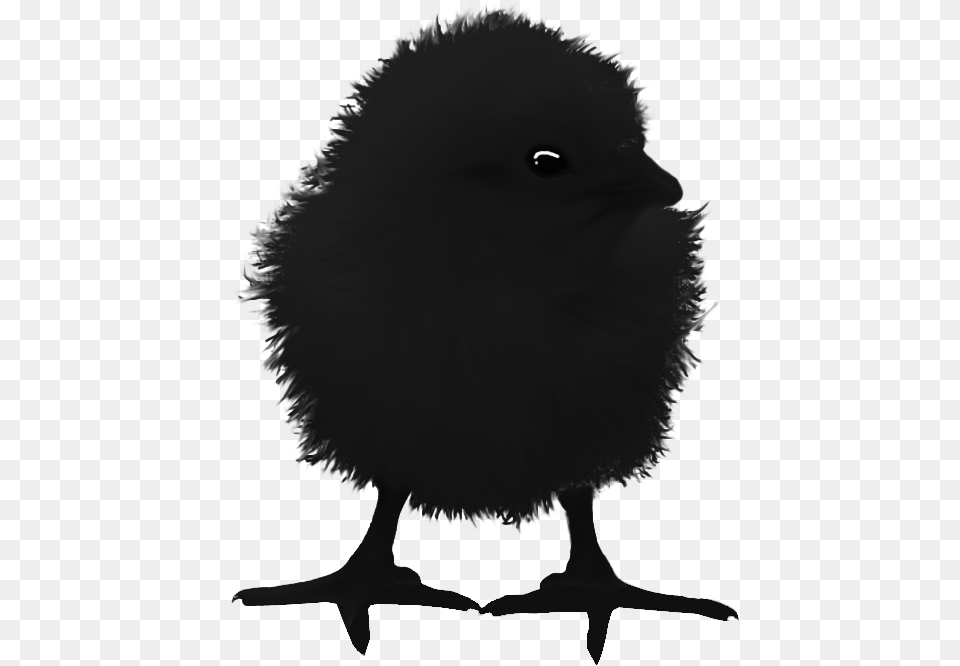 Raven Chick Illustration, Animal, Bear, Mammal, Wildlife Free Transparent Png