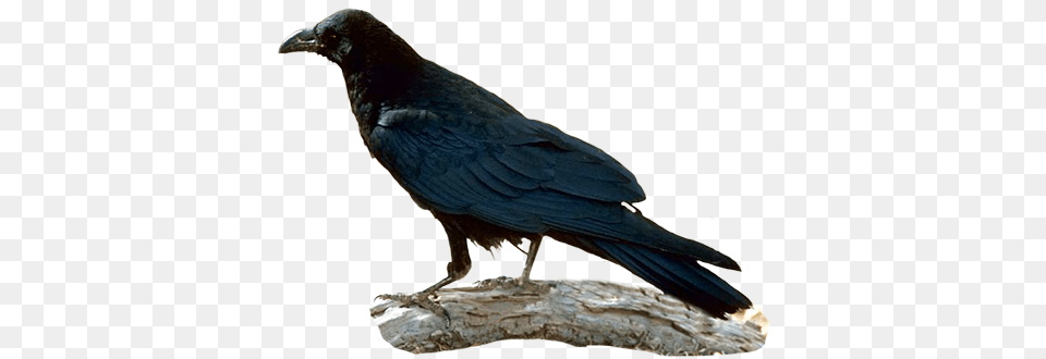 Raven Clip Art Raven, Animal, Bird, Crow, Blackbird Free Png Download
