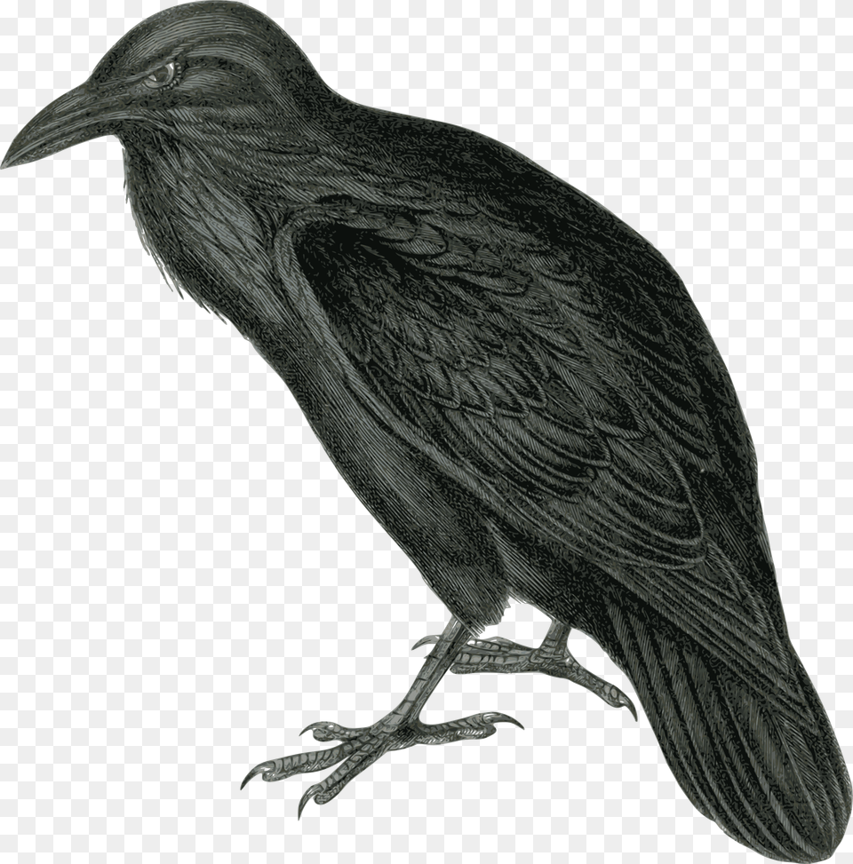 Raven Clipart, Animal, Bird, Blackbird, Crow Free Png Download