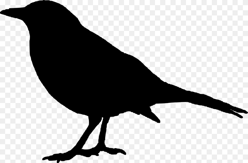 Raven Clipart, Gray Png Image