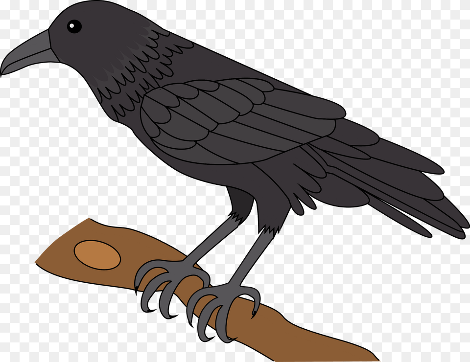 Raven Clipart, Animal, Bird, Blackbird, Beak Png