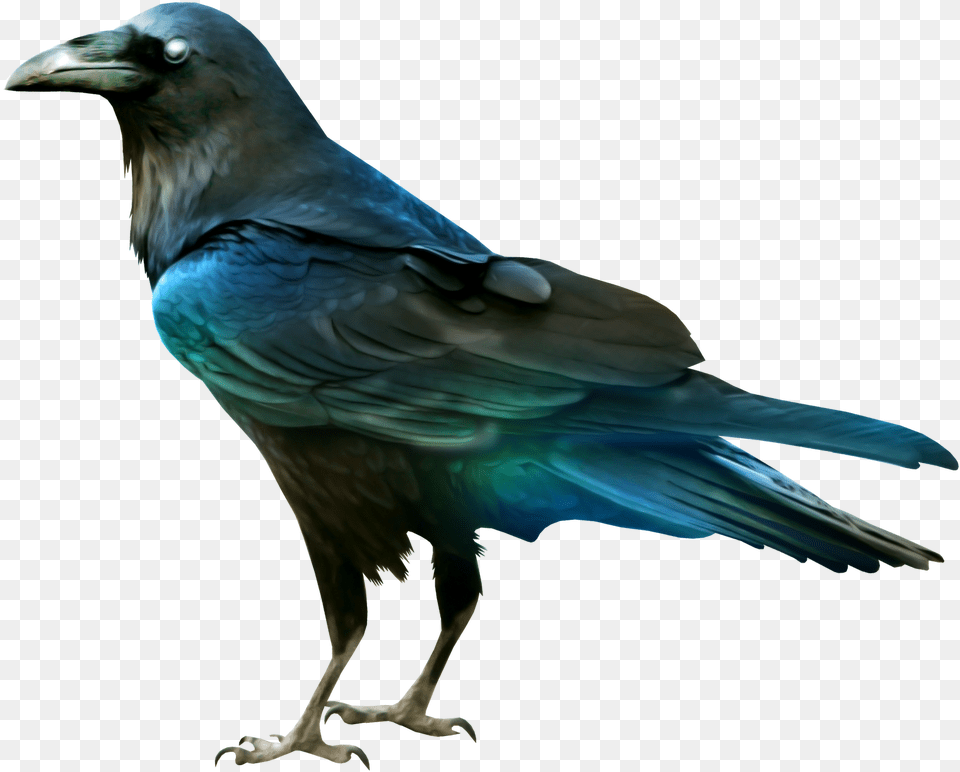 Raven Clipart, Animal, Bird, Crow, Blackbird Png Image