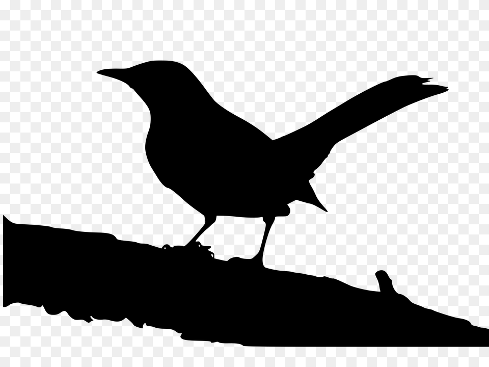 Raven Clipart Mockingbird, Gray Png