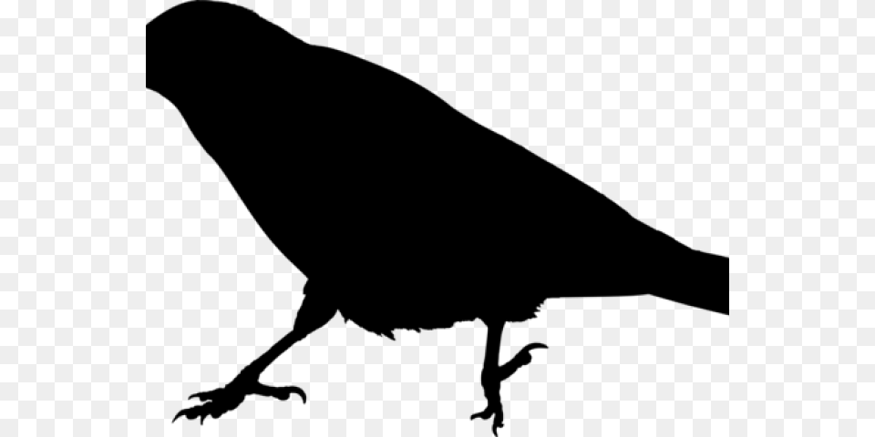 Raven Clipart Raven Bird Crow Meaning In Hindi, Gray Png