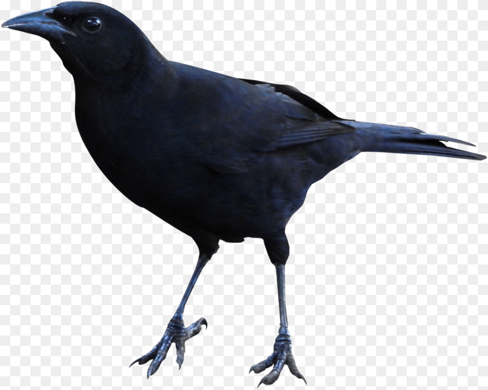 Raven Clipart Raven Gif, Animal, Bird, Blackbird Png