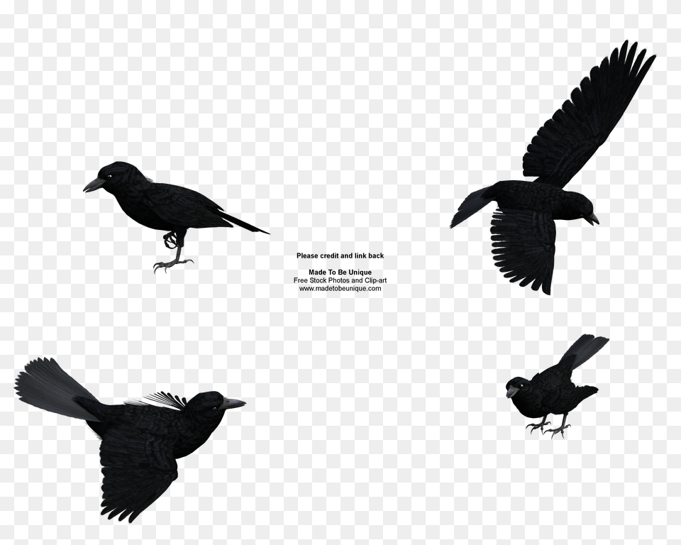 Raven Clipart Rook, Animal, Bird, Blackbird, Flying Free Png Download