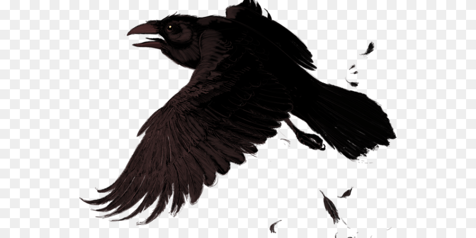 Raven Clipart Transparent Background Doves And Ravens Fly The Same, Animal, Bird, Blackbird Png