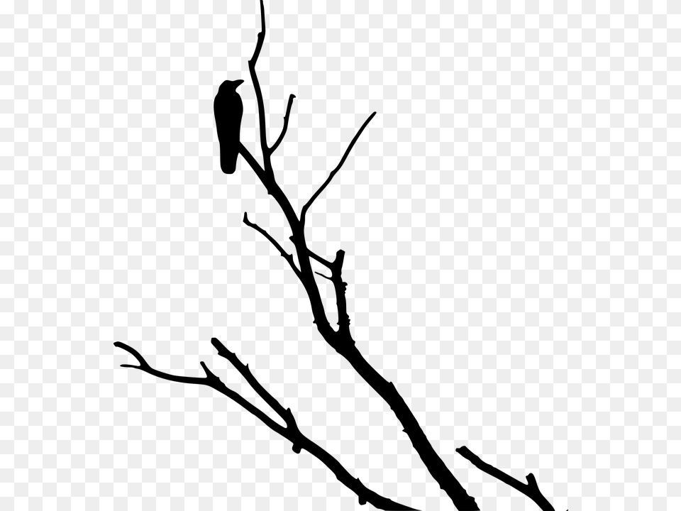 Raven Clipart Tree Silhouette, Gray Png Image