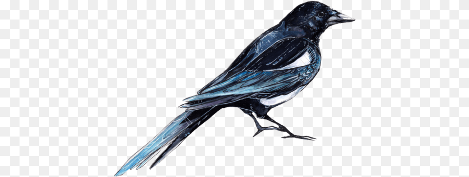 Raven Clipart Tumblr Transparent Bird, Animal, Magpie Png