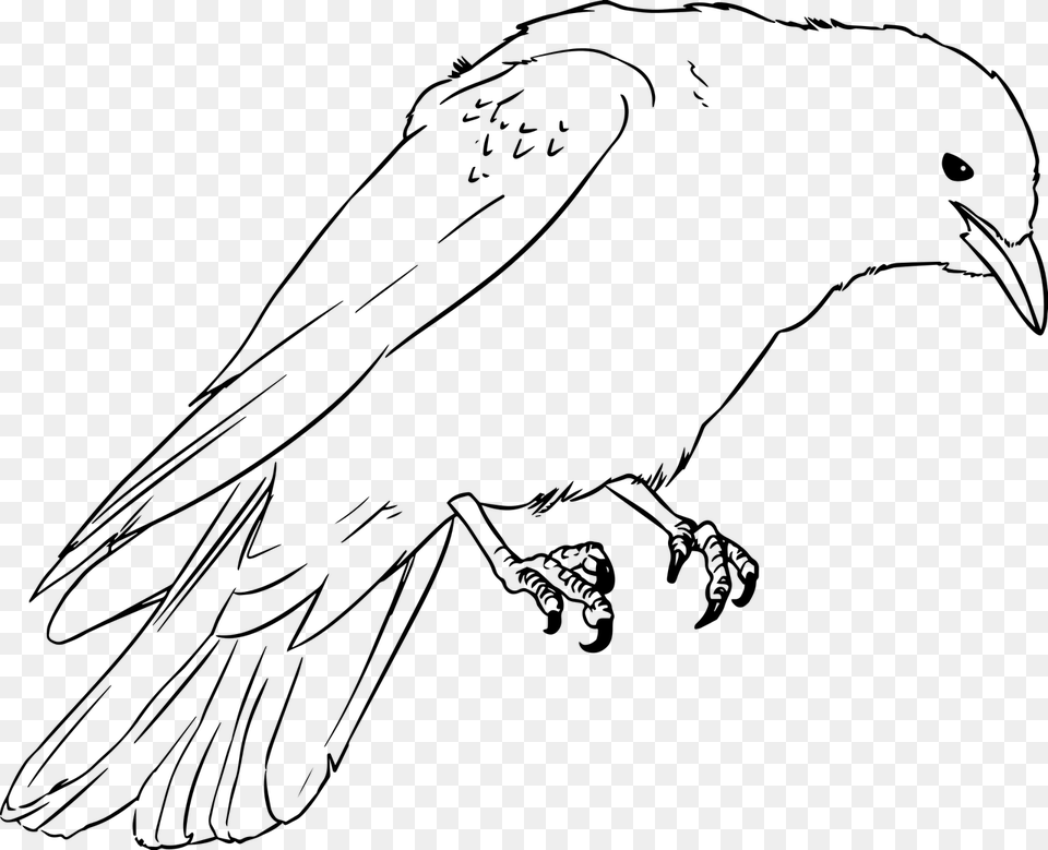 Raven Coloring Pages The Animal, Gray Free Transparent Png