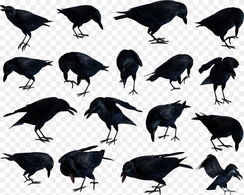 Raven Common Raven, Animal, Bird, Blackbird Png