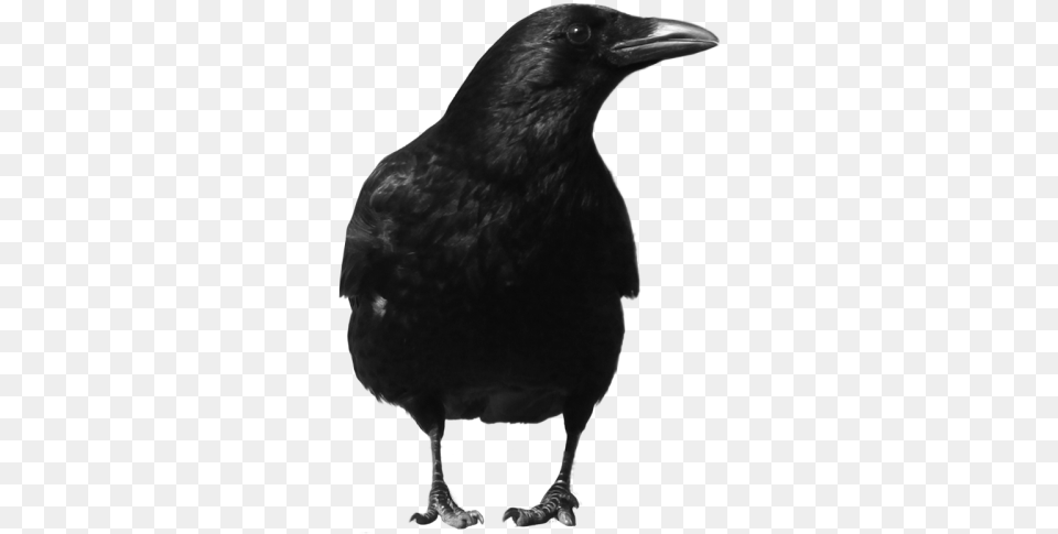 Raven Crow, Animal, Bird, Blackbird Png