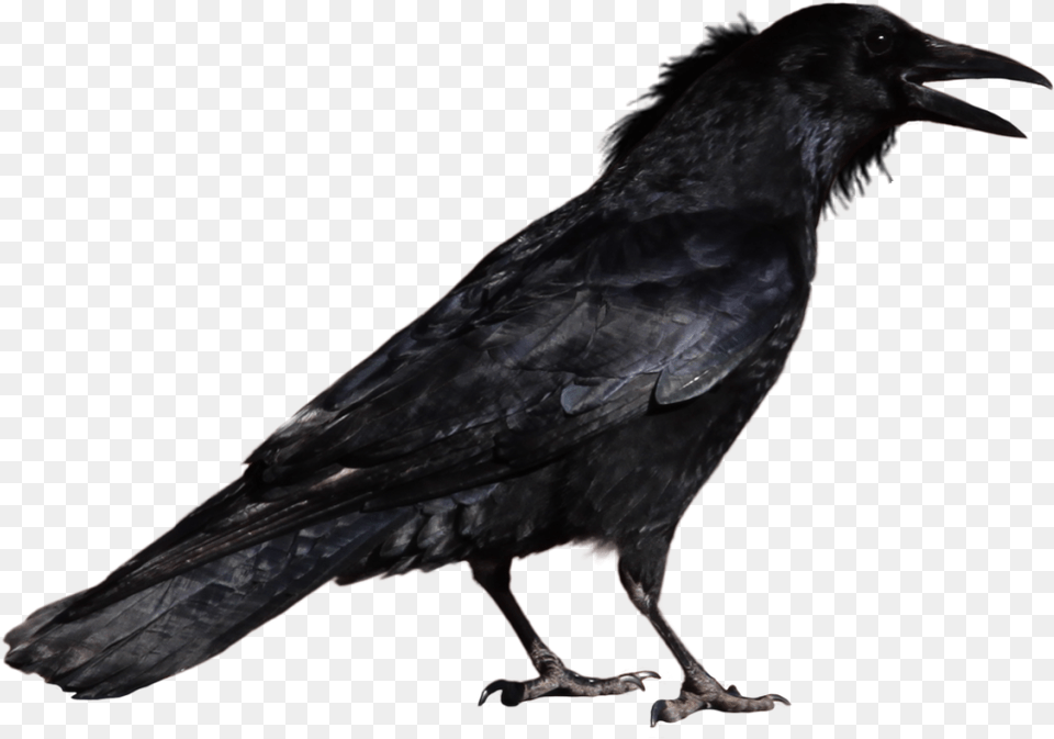 Raven Crow, Animal, Bird, Blackbird Free Png