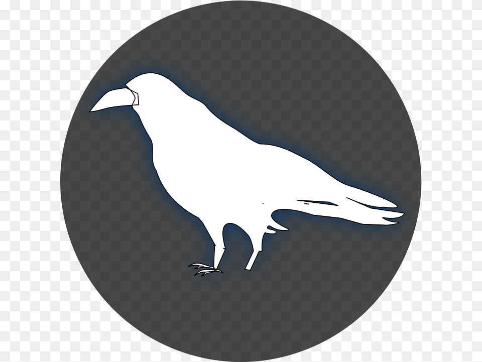 Raven Crow Bird Transparent White Raven Clipart, Silhouette, Animal, Beak, Fish Png Image
