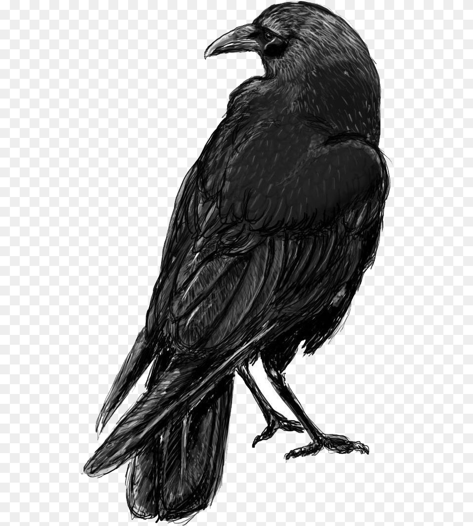 Raven Crow Sketch, Animal, Bird Png Image