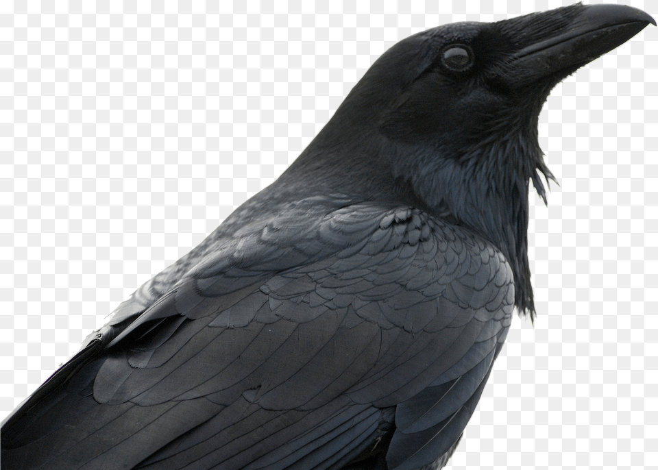 Raven Crows, Animal, Bird, Blackbird, Crow Png