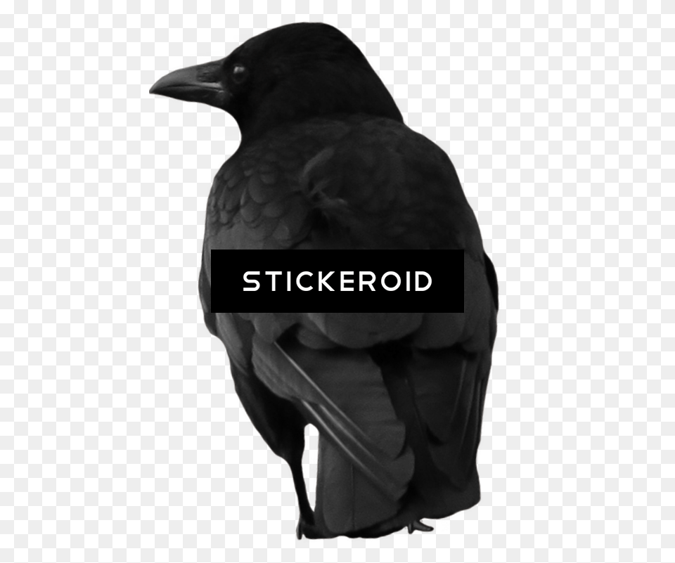 Raven Download Raven, Animal, Bird, Crow, Blackbird Free Png